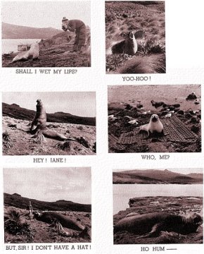 cambell5.jpg Page of wildlife, Campbell Island